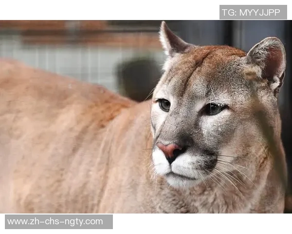 阿特拉斯与美洲狮的巅峰对决谁能笑到最后的精彩赛事分析